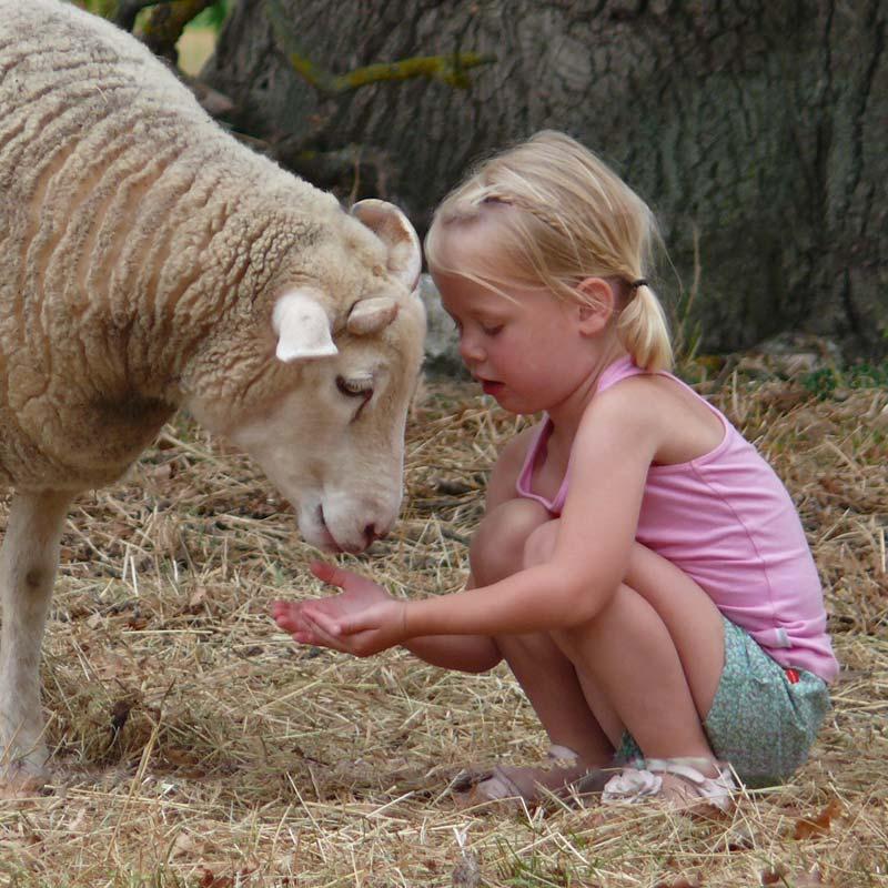 Schaap Tines voeren