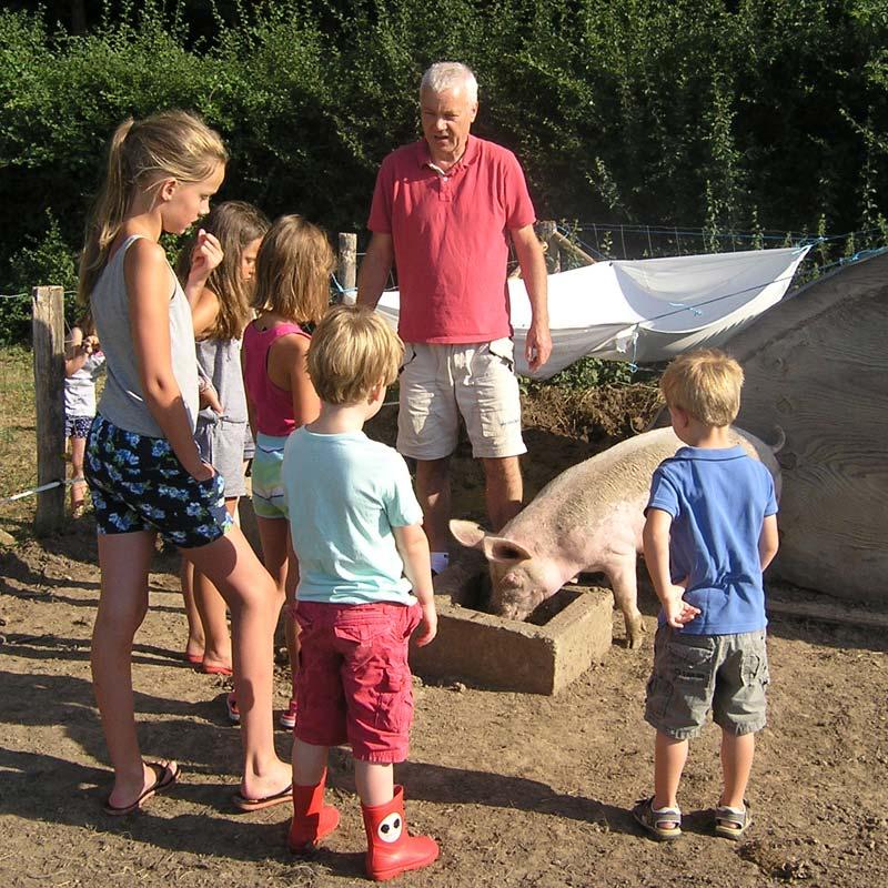 Varkens voeren
